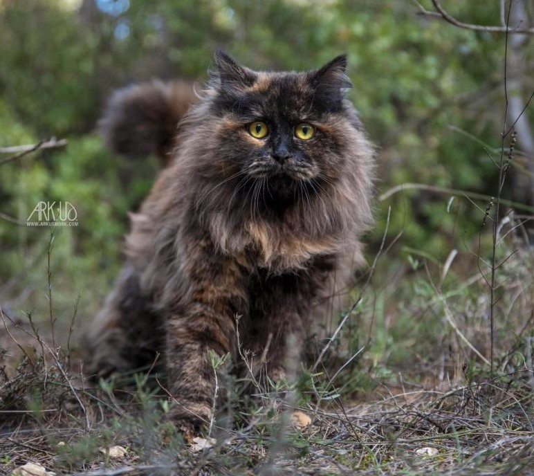 GICH. SOFIA DES ERABLES DORES